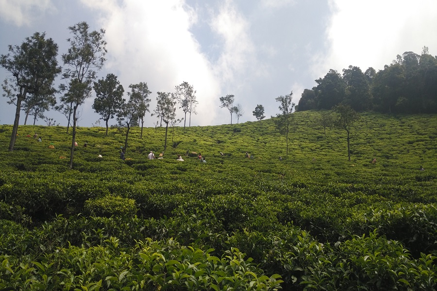 Tea Tour in Northeast India